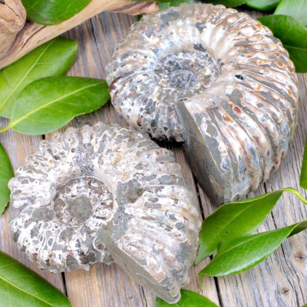Ammonite Fossil For Sale