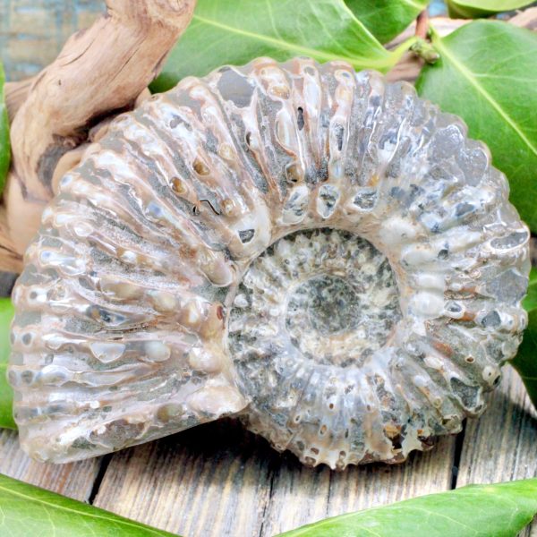 Ammonite Fossil For Sale - Image 4